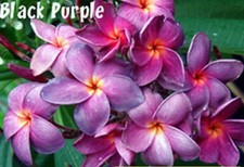 Rare New Plumeria BLACK PURPLE/frangipani- 1 cutting- imported