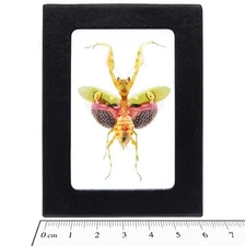 Creobroter gemmatus REAL PINK FLOWER PRAYING MANTIS FRAMED INSECT