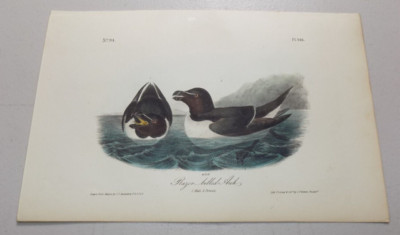 1840 Audubon Bird First Edition Octavo Print RAZOR-BILLED AUK PL#466 ~B