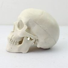 Life Size 1:1 Human Anatomical Skull Model Student Teacher Teaching Skeleton