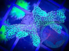 SAF~Screaming Eagle Birdsnest Coral Frag“WYSIWYG”, SPS, Live Coral Colony