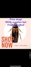 All Sized Dubia Roaches Starting At 8