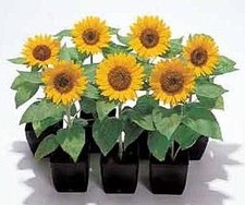 Helianthus Sunflower Big Smile Annual Seeds