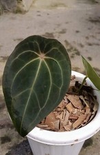 Anthurium Forgetii buy 4 free 1 - rare anthurium variegated plant