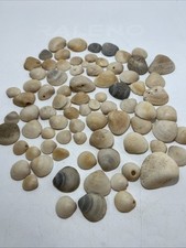 Vintage Lot Of 90 Sea Thick Shells From The Beach Collecting Jewelry Making