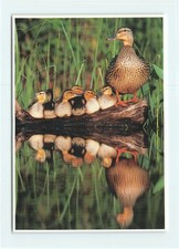 1 AK Stockente mit Küken Ente Wasservogel Vogel USA 1 - NEU !!! #