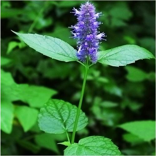 1200 Seeds Giant Hyssop Seed Agastache Mexicana Lavender Blue eBay