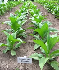 1000 Gold Leaf Orinoco Seeds ~ Heirloom Nicotiana Tabacum ~ Early High Yield!