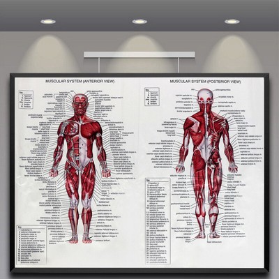 Medical Education Picture Skeletal System Human Body Brain Anatomy Silk Poster
