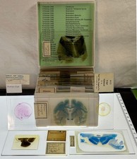 Neuroanatomy Neuropathology Microscope Slide Set Brain CNS Ocular Special Senses