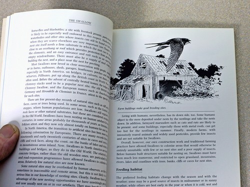 Hamlyl Species Guides: The Swallow by Angela K. Turner - Picture 3 of 8