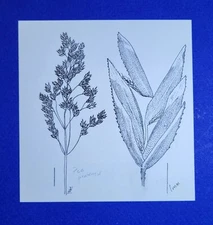 Orig illustration pen & ink Michael Terry signed Poa pratensis published