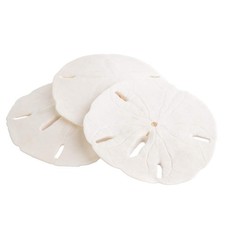 Real Sand Dollars 3" to 3.5" 3 Pack Sand Dollar Wall Art Ornament Set ...