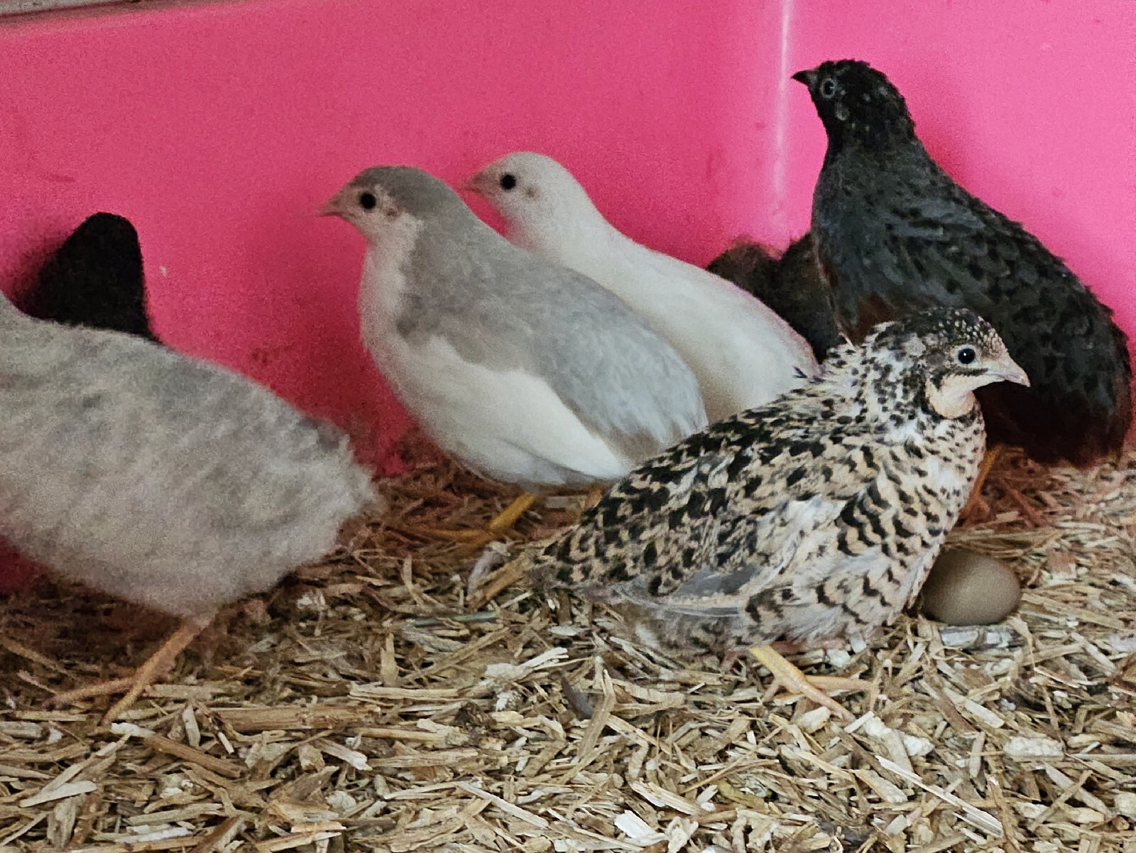 12 x Eggs Chinese Painted button Quail Hatching Silver White DarthVader