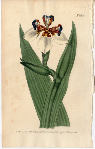 Curtis 1803 Antiker Botanischer Garten Blumendruck: Marica Northiana #654