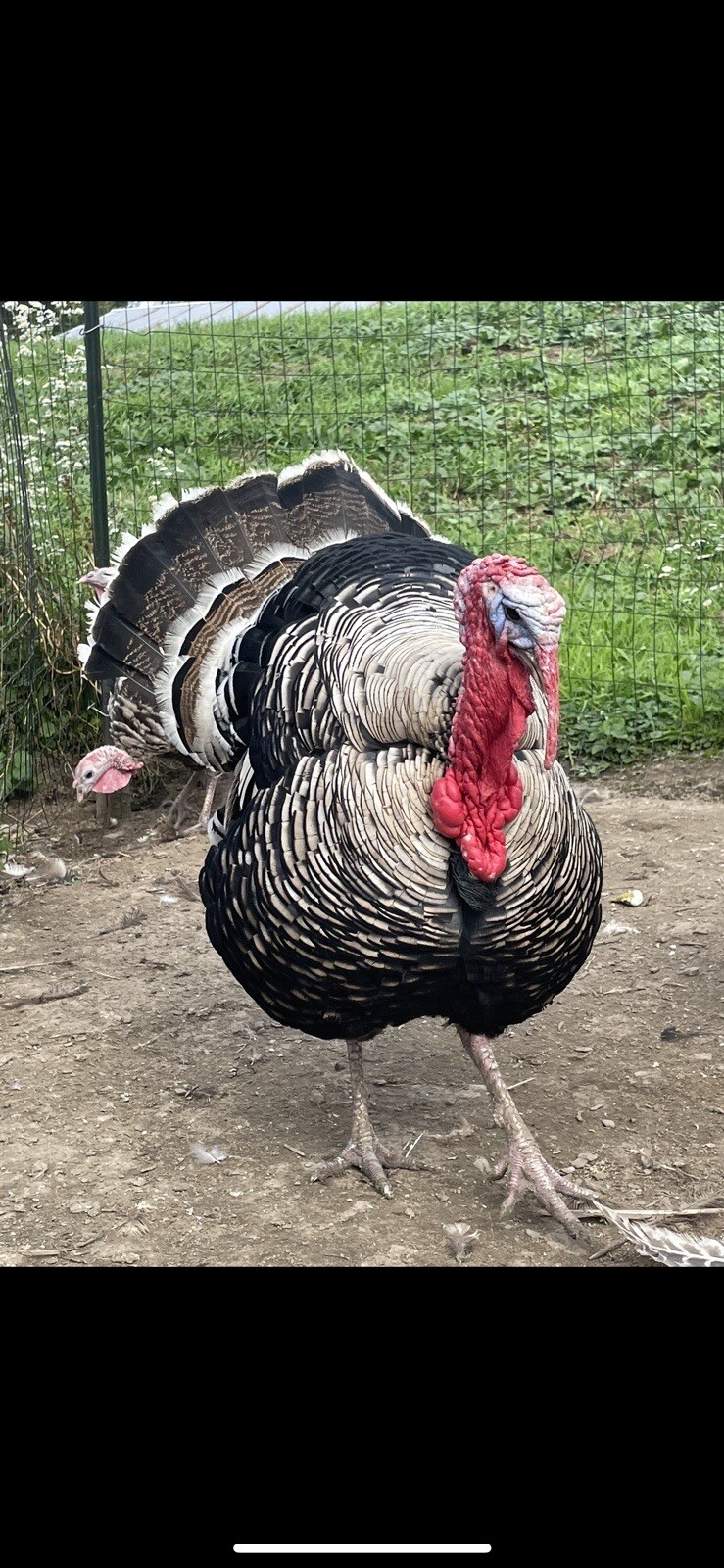 8 Mixed Turkey Eggs eBay