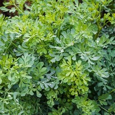 Perfect Plants - Rue Herb Plant in a 13cm Pot