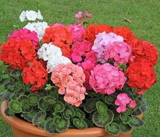 Geranium Magic Beauty Mixed Colourful Seeds Grow Your Own Pot