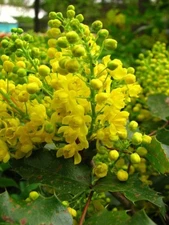 Oregon grape holly, 50 seeds. native wildflower, Mahonia aquifolium. USA seller
