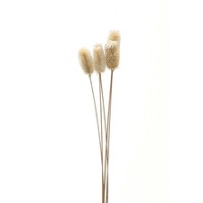 Hill Interiors Thistle Dried PlantOne Size White  HI4786