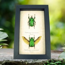 Eudicella for collectors | rare Cetoniidae