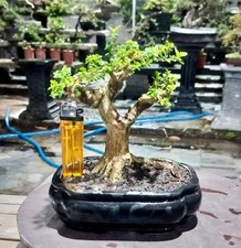 Real picture Premna microphylla small size Unique style Bonsai tree
