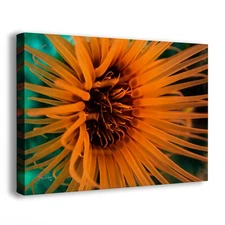 Sea Anemone Picture Ocean Life Underwater Scenery, Orange Nature Photo