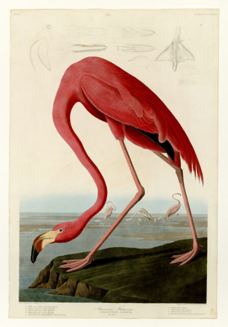 Audubon’s American Flamingo Vintage Birds poster Decor retro wall old art print Audubon’s American Flamingo Vintage Birds poster Decor retro wall old art print