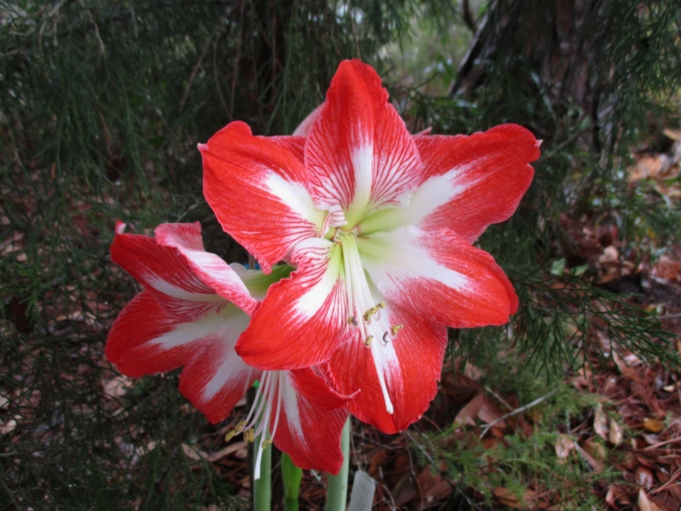 Cuatro Amaryllis Off Set Bombilla Hippeastrum Flor de Lirio 6-12 cm. Foto 4 de 4