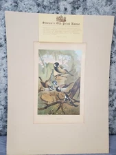 Vtg Titmouse Bird Print By Louis Prang Original Colored Lithograph