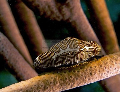 FINGERPRINT COWRY SHELL HAITI 2010 8.5X11 CANVAS PHOTO
