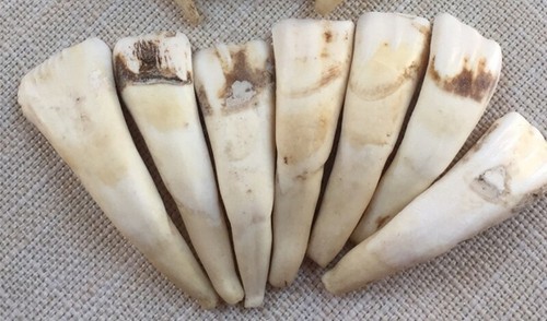 12 pz Collana Ciondolo Perline Denti Naturali Di Bufala - Foto 2 di 4