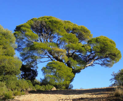 Pinus halepensis 20-60cm | Aleppo Pine | Jerusalem Pine - Aleppo-Kiefer