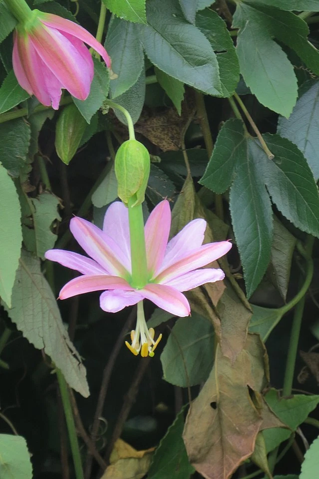 PASSION FRUIT Seeds BULK *Free Shipping* Purple Passiflora mollissima Vine Seeds - Image 3 of 4