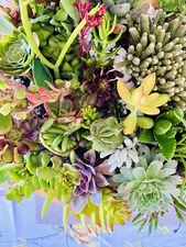 20 Assorted Organic Succulent Cuttings, Plus 2 free cuttings, $17.99