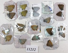Lycaenidae mix 20 male fem/11212/  Zmyiv reg,Kharkiv Ukraine