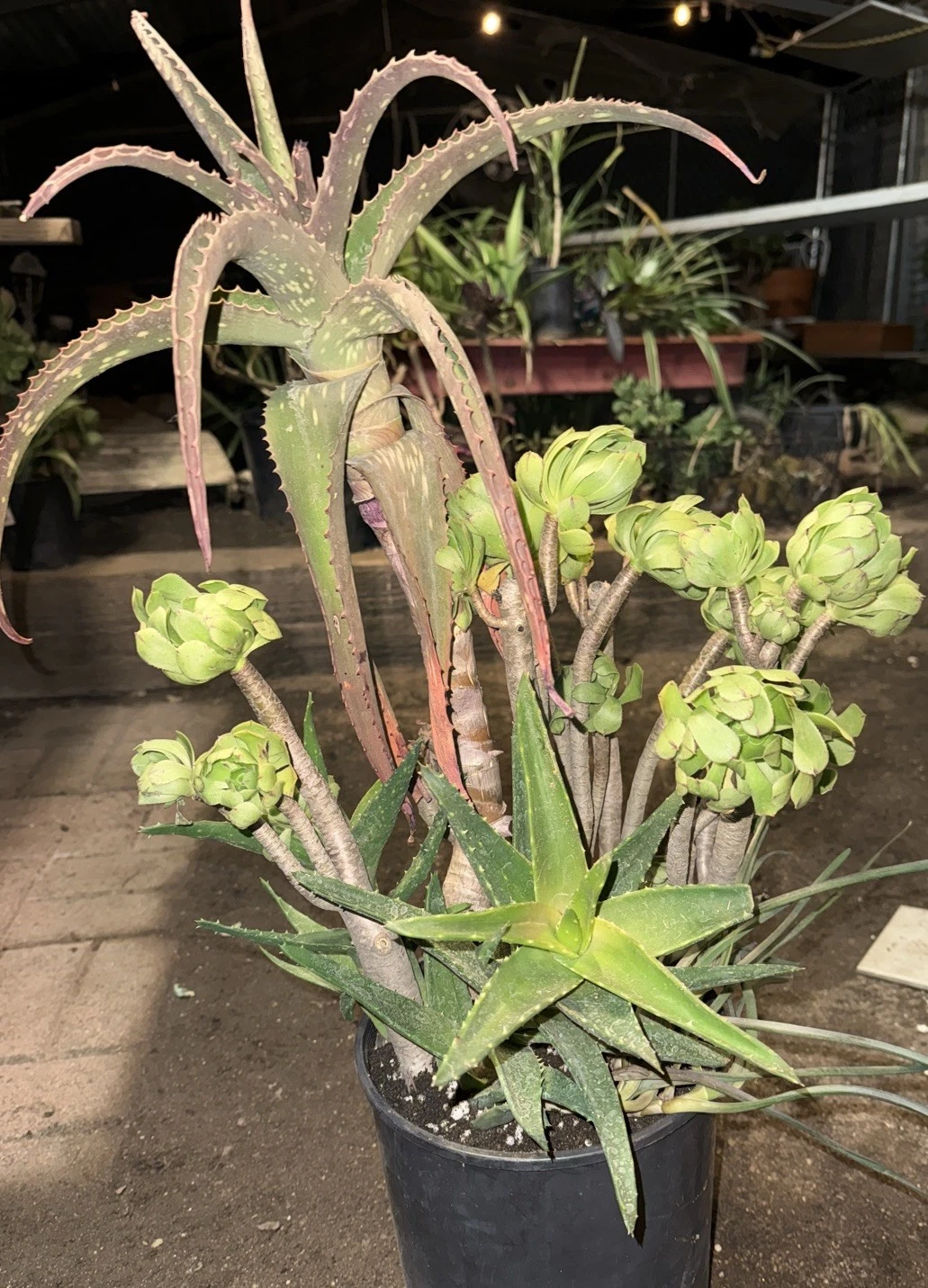 Rare XXL Aeonium Succulent Cameronii Red Aloe Vera House Plant Flower Mix
Opens in a new window or t
