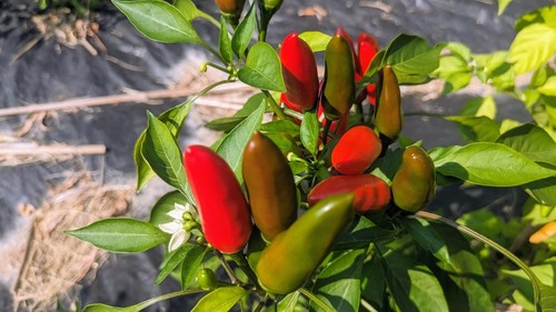 SEEDS- CALABRIAN Pepper Italian Calabrese Spicy Peperoncino piccante - Bild 2 von 6