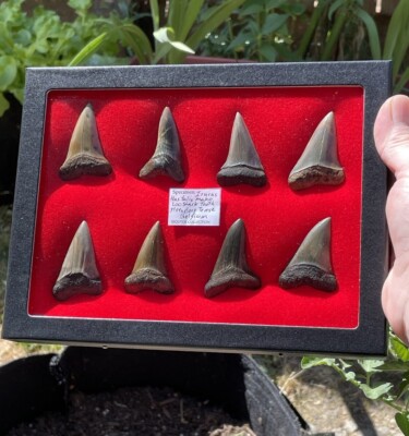 Glass Riker Box With 8 Fossil Isurus Hastalis Mako Shark Teeth, Belgium