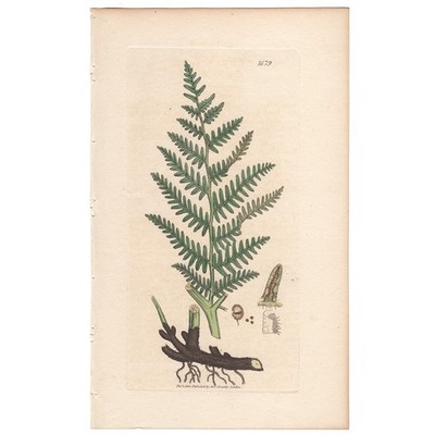 Antique 1807 Sowerby English Botany hand-colored engraving 1679 Common Brakes