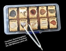 Tolle Fossilien Sammlungskasten mit 10 Fossilien ca. 40-250 Millionen Jahre alt