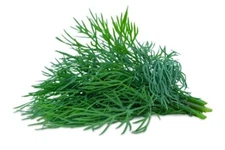 250 BOUQUET DILL SEEDS | SALE FREE SHIPPING NON GMO