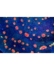 Miami Hurricane Chalice Live Coral Acro Acropora SPS LPS Zoa Zoanthid Paly