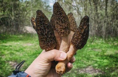 🍄 4 Pack! Morel Mushroom- Grow Kit-  Best Deal! 
