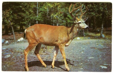 1960er US Wildlife Postkarte Ten Point Buck Deer verschickt Isle of Wight November 1963