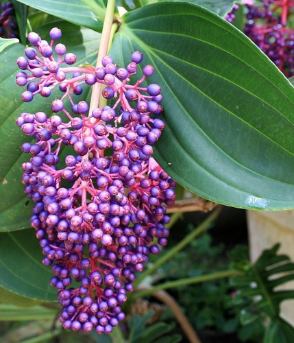 Medinilla Myriantha "Malaysian Orchid" Live Flowering Plant AKA Malaysian Grapes - Picture 9 of 10