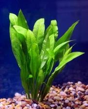 Amazon Sword Echinodorus Bleheri Live Aquarium Plants Rooted BUY 2 GET 1 FREE ✅