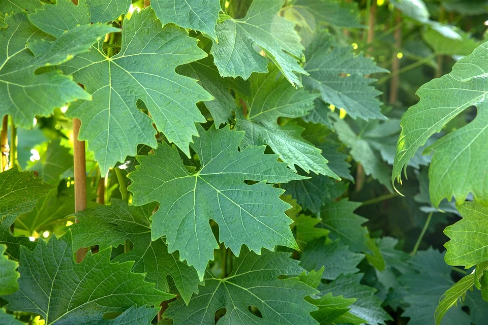 Vitis vinifera 'Phönix', Weinrebe, 100–150 cm - Bild 4 von 4