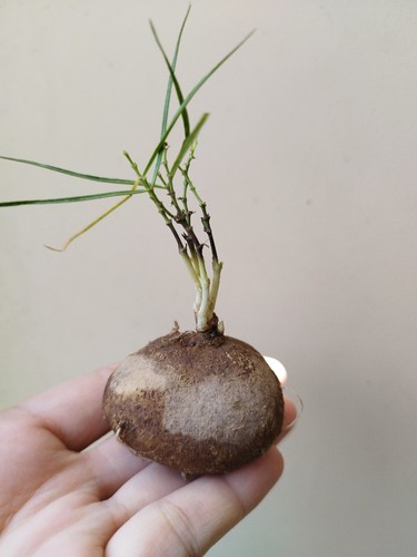 Brachystelma Size 4-5 cm , Murdannia spectabilis , caudex , Rare caudex - Picture 7 of 12