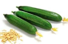 USA 200 BEIT ALPHA Persian burpless cucumber seeds  Free Shipping with tracking